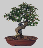 ACER buergeroche 27 ans