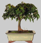 ACER Palmatum Kyohime