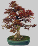 ACER Palmatum Deshojho 67 ans