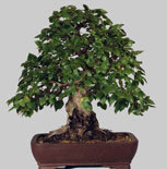 Carpinus_coreana 32 ans