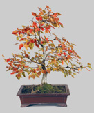 CARPINUS Coréana 35 ans