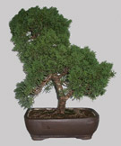 JUNIPERUS Chinensis