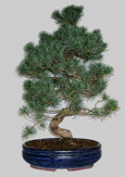 PINUS Pentaphylla 27 ans