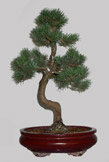 PINUS Pentaphylla 14 ans