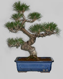 PINUS Thumbergii 22 ans