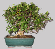 PYRACANTHA Cr&eacute;nata 30 ans