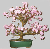 RHODODENDRON Latéritium 25 ans