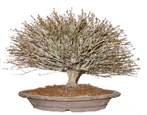 Acer Palmatum Kyohime  46 ans