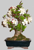 Malus Hybride 14 ans