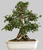 CARPINUS Laxiflora 62 ans