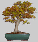 Acer Palmatum Katsura 28 ans