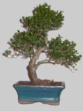 ILEX Serrata 8 ans