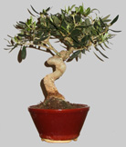 Olea Européa 8 ans