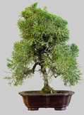JUNIPERUS Chinensis  9 ans