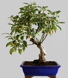 PINUS Pentaphylla 14 ans