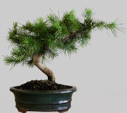 PINUS Halepensis 10 ans age