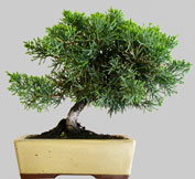 JUNIPERUS Chinensis 54 ans
