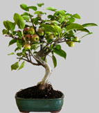 FICUS R&eacute;tusa 21 ans