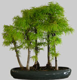 JUNIPERUS Chinensis