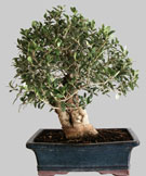 OLEA Européa 28 ans