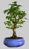 ACER Palmatum Shishigashira 28 ans