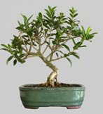 OLÉA Européa 7 ans d'age