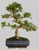 ULMUS Parvifolia 11 ans