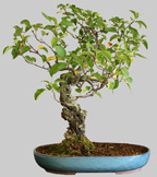 Malus hybride 29 ans