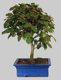 FAGUS Crénata 23 ans
