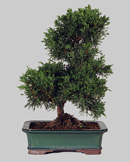 JUNIPERUS Chinensis 15 ans