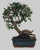 ULMUS Parvifolia 5 ans