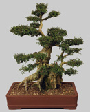 ULMUS Parvifolia 58 ans