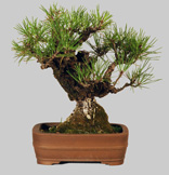 PINUS Corticosa 54 ans