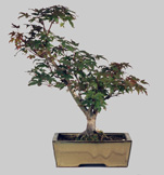 ACER Palmatum Deshojho 15 ans