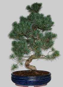 PINUS Pentaphylla 