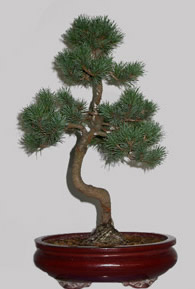 PINUS Pentaphylla 14 ans