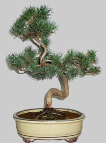 PINUS Pentaphylla 