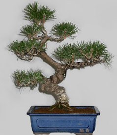 PINUS Thumbergii 