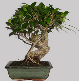 FICUS R&eacute;tusa 9 ans