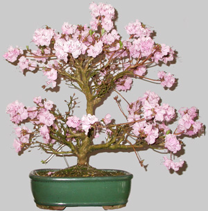 RHODODENDRON Chinensis 25 ans d'age