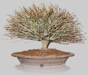 ACER Palmatum Kyohime 46 ans age