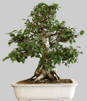 CARPINUS Laxiflora 62 ans age