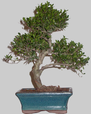 ILEX Serrata 8 ans age