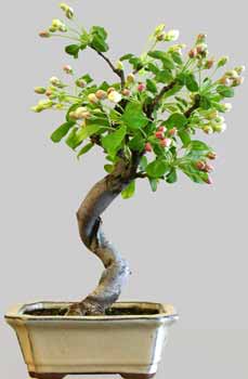 MALUS Hybride 8 ans age