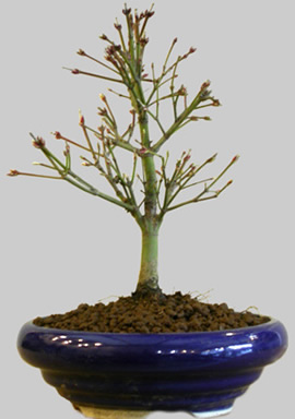 ACER Palmatum Kashima 9 ans age