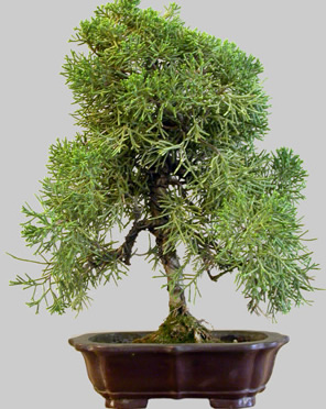 JUNIPERUS Chinensis 9 ans age