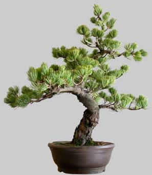 PINUS Pentaphylla 33 ans age