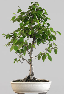 CARPINUS Cor&eacute;ana 22 ans d'age