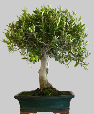 OLEA Europ&eacute;a 28 ans age