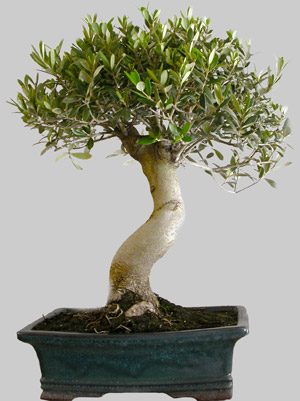 OLEA Europ&eacute;a 28 ans age